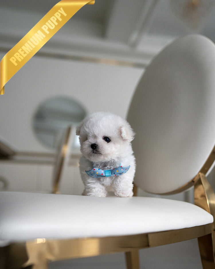 TOBY - MALE (PURCHASED by MARIAN) - ROLLY TEACUP PUPPIES - TEACUP PUPPY FOR SALE