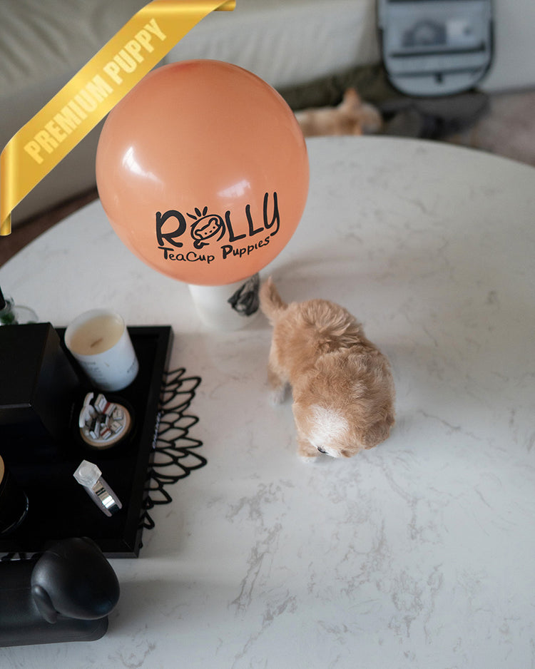 MIA - FEMALE (PURCHASED by RANDY) - ROLLY TEACUP PUPPIES -