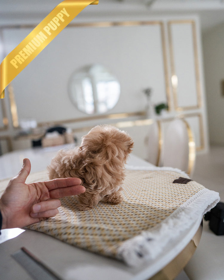 ESME - FEMALE (PURCHASED by LEE) - ROLLY TEACUP PUPPIES - TEACUP PUPPY FOR SALE