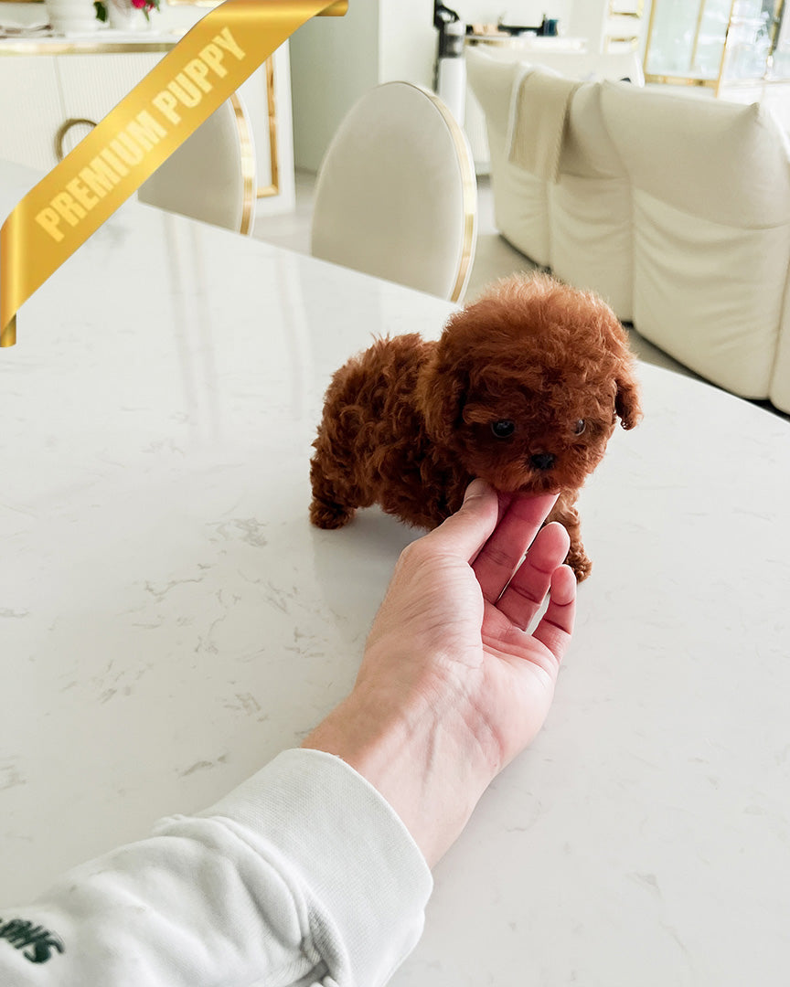 ARLO - MALE (PURCHASED by KIMBERLY) - ROLLY TEACUP PUPPIES - TEACUP PUPPY FOR SALE