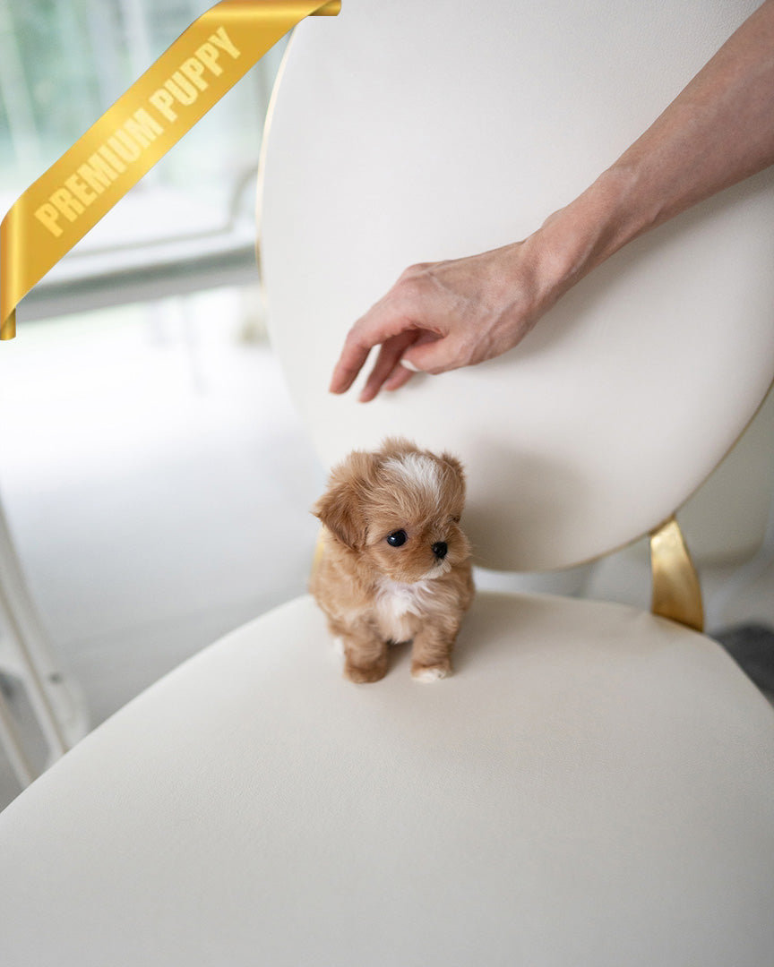 CAMILLE - FEMALE (PURCHASED by BONNIE) - ROLLYPUPS OFFICIAL