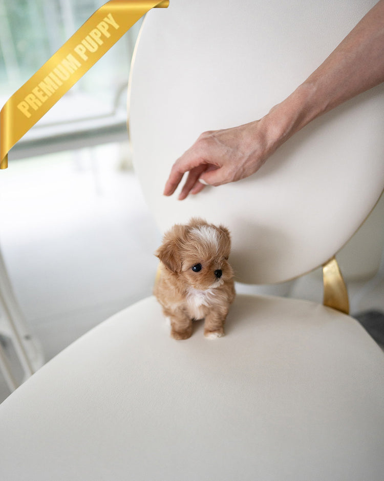 CAMILLE - FEMALE (PURCHASED by BONNIE) - ROLLYPUPS OFFICIAL