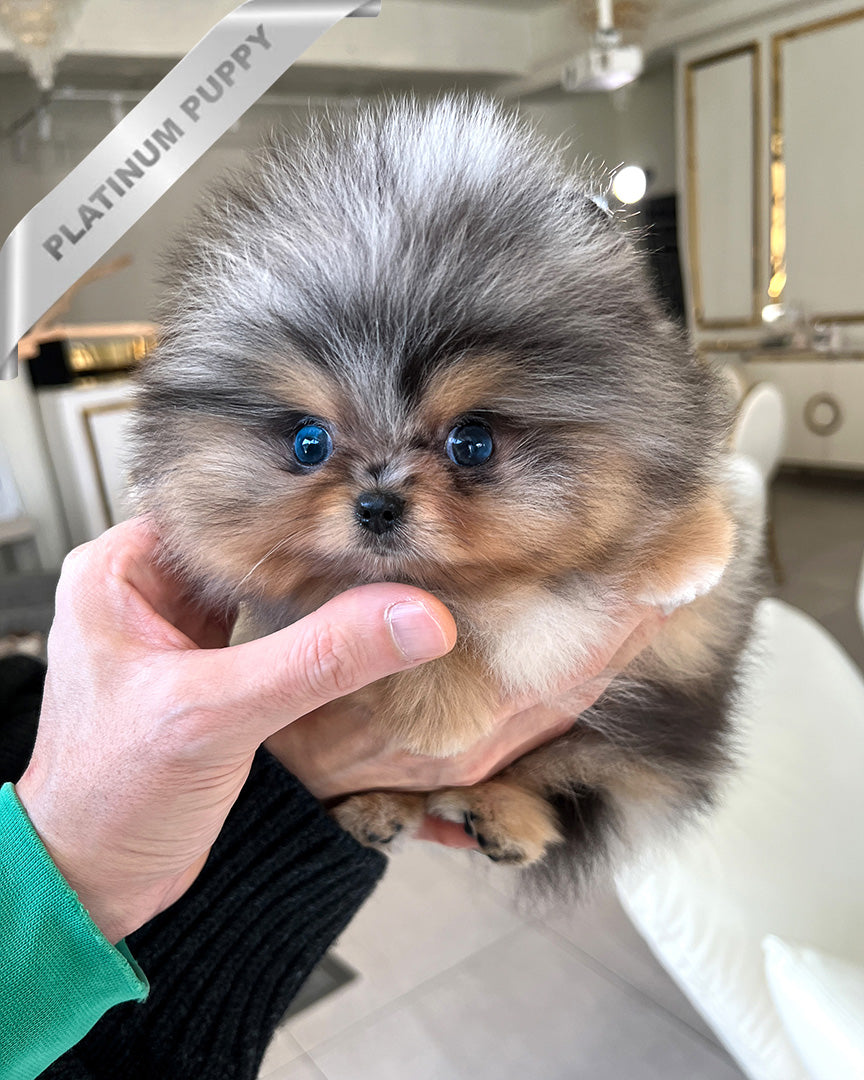 OSCAR - MALE (PURCHASED by ANDREA) - ROLLY TEACUP PUPPIES - TEACUP PUPPY FOR SALE