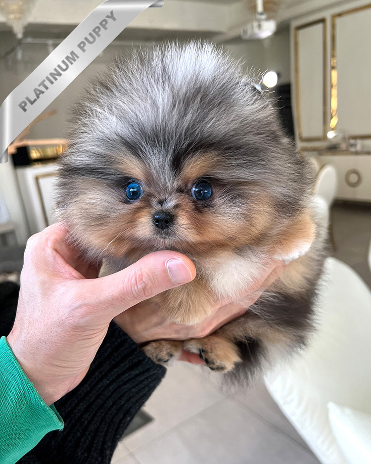 OSCAR - MALE (PURCHASED by ANDREA) - ROLLY TEACUP PUPPIES - TEACUP PUPPY FOR SALE