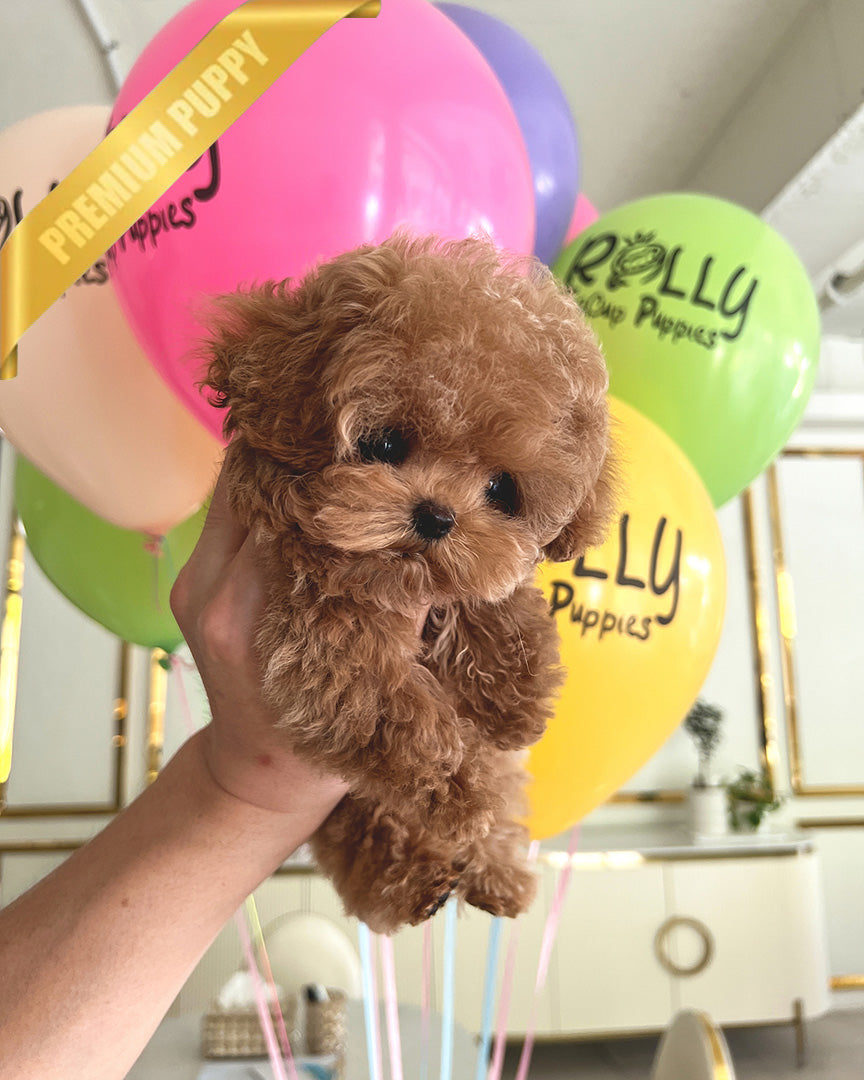 BENNETT - MALE (PURCHASED by LAZARA) - ROLLY TEACUP PUPPIES - TEACUP PUPPY FOR SALE