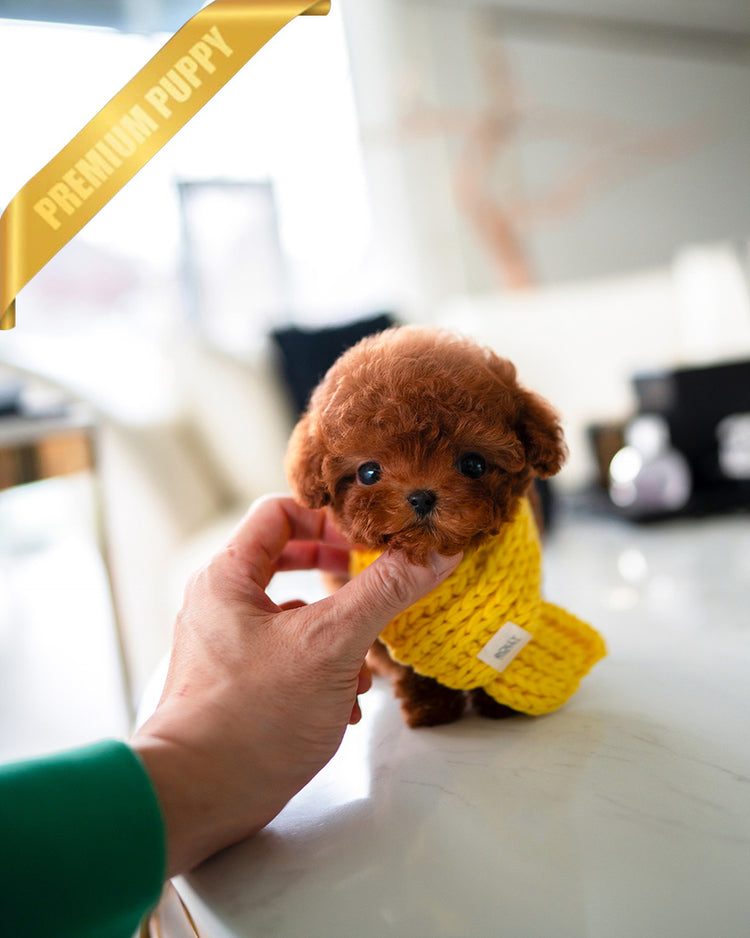 MONTY - MALE (PURCHASED by JUSTINA) - ROLLY TEACUP PUPPIES -