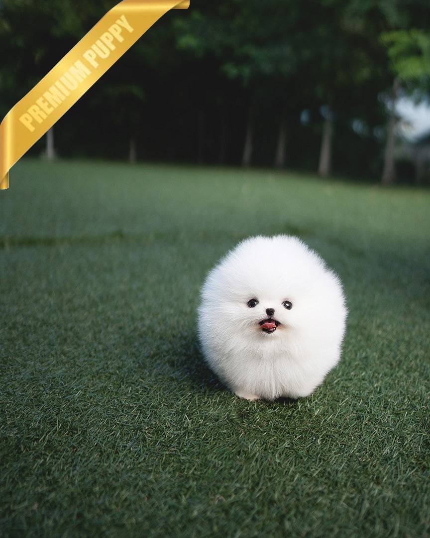 TAYLOR - MALE - ROLLY TEACUP PUPPIES - TEACUP PUPPY FOR SALE