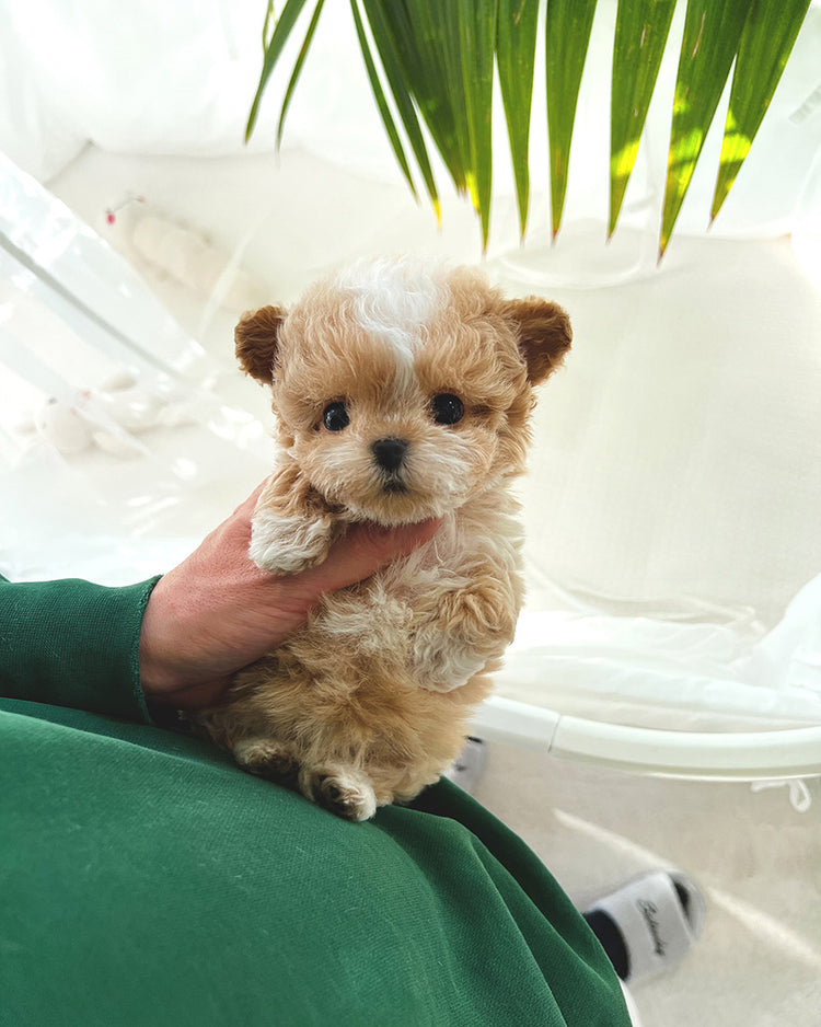 MYLES - MALE (RESERVED by MADISON) - ROLLY TEACUP PUPPIES - TEACUP PUPPY FOR SALE