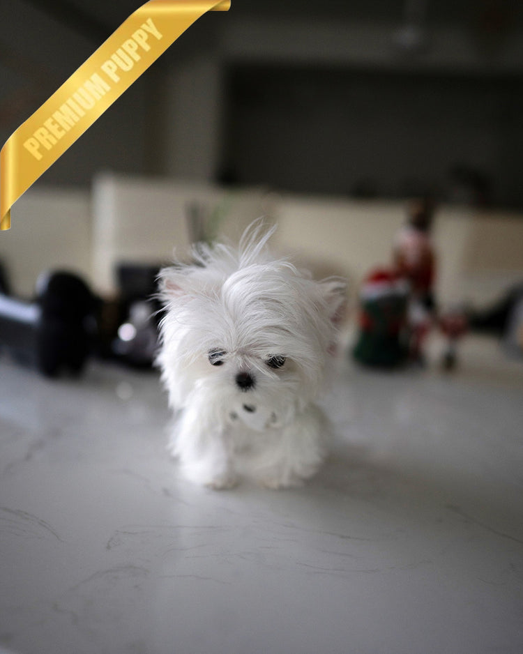 VALENTINA - FEMALE (RESERVED by NARISSA) - ROLLY TEACUP PUPPIES - TEACUP PUPPY FOR SALE