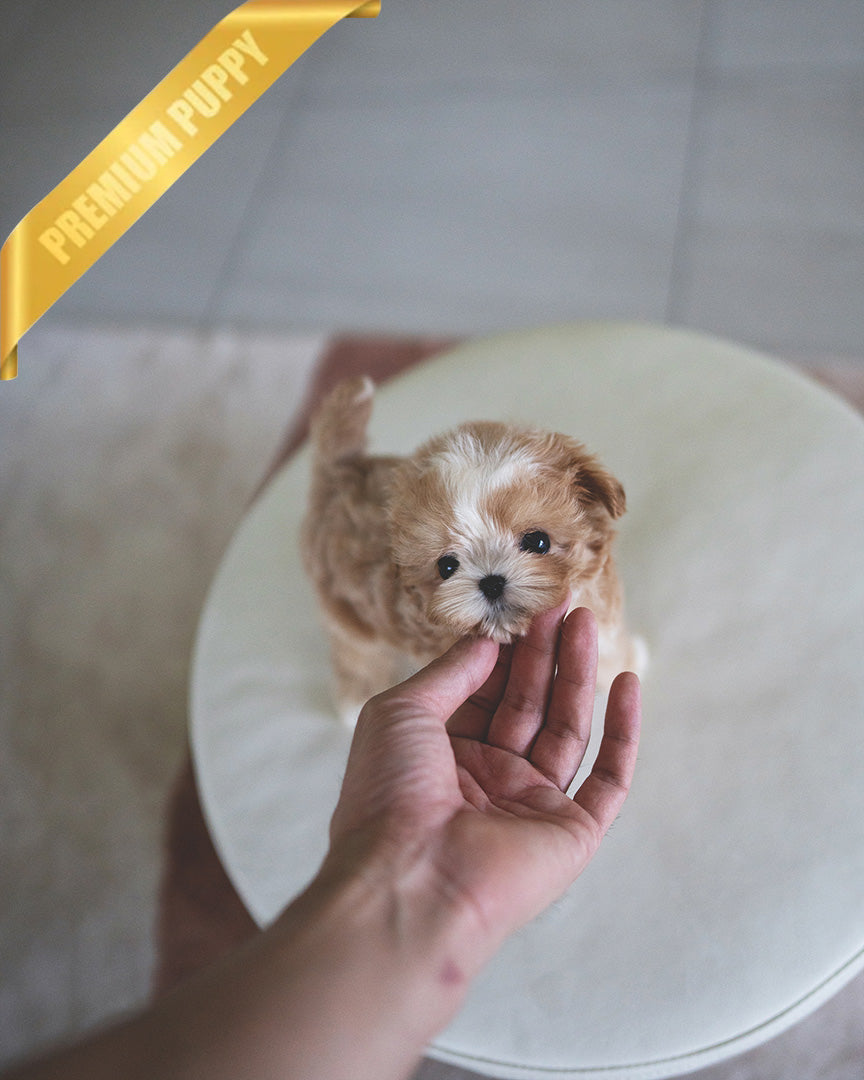 EWAN - MALE (PURCHASED by JEET) - ROLLYPUPS OFFICIAL