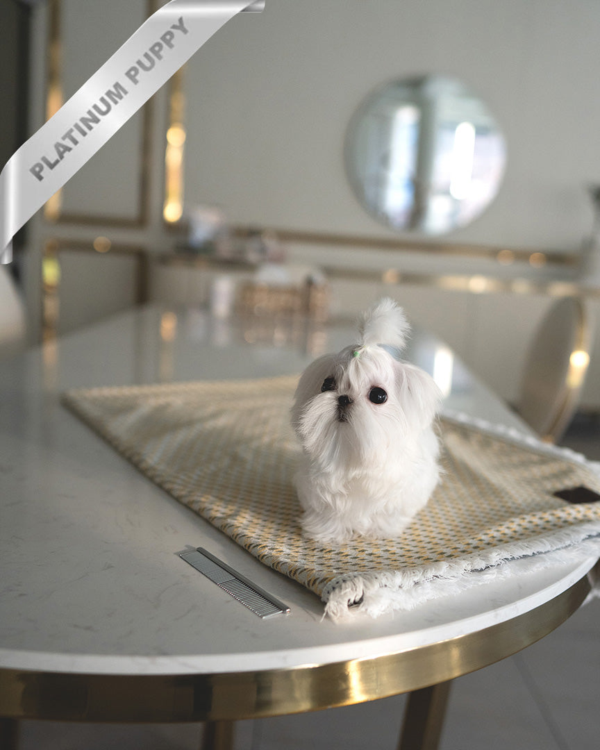 BENTLEY - MALE (PURCHASED by LILLIAN) - ROLLY TEACUP PUPPIES - TEACUP PUPPY FOR SALE