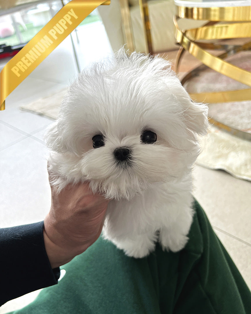 GRACE - FEMALE (PURCHASED by SHANNON) - ROLLY TEACUP PUPPIES - TEACUP PUPPY FOR SALE