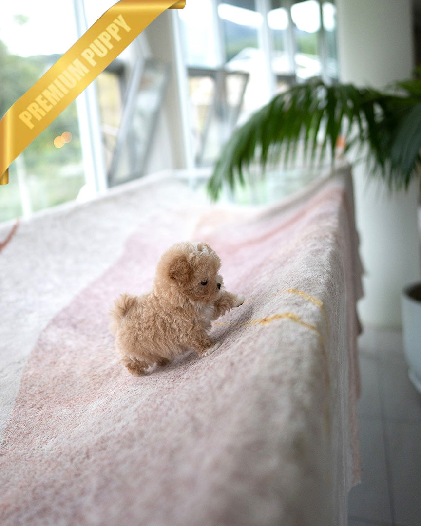 EWAN - MALE (PURCHASED by RT)