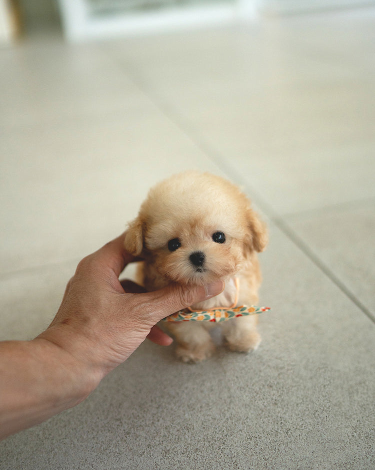 COPPER - MALE (PURCHASED by QUINTILIO) - ROLLYPUPS OFFICIAL