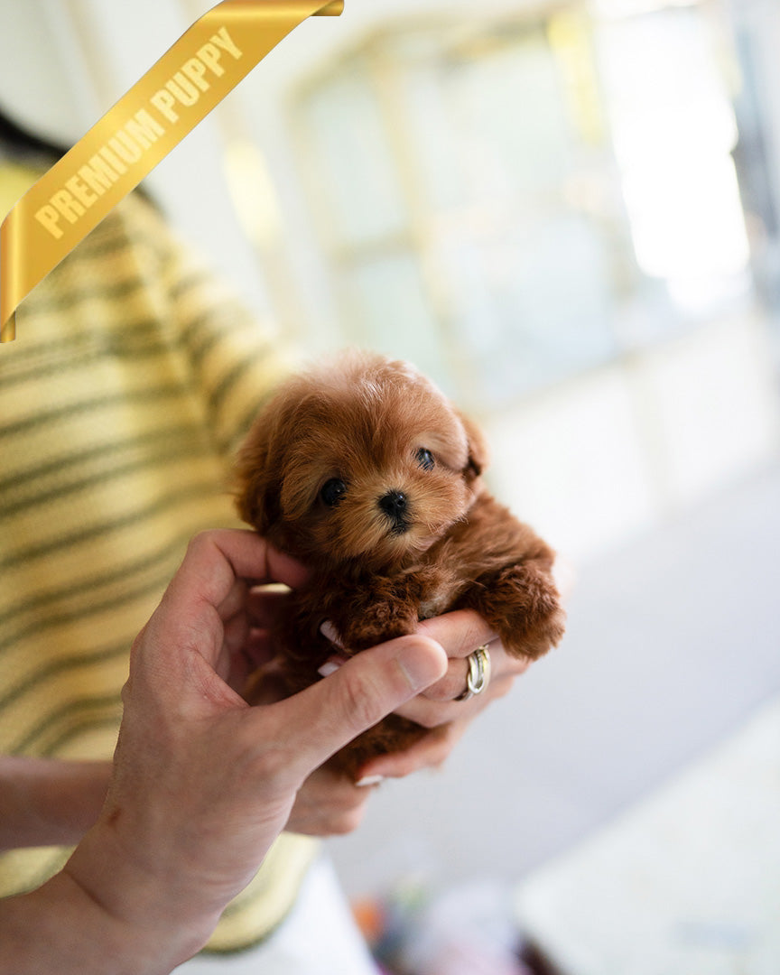 LUCY - FEMALE (PURCHASED by DEIDRE) - ROLLY TEACUP PUPPIES - TEACUP PUPPY FOR SALE