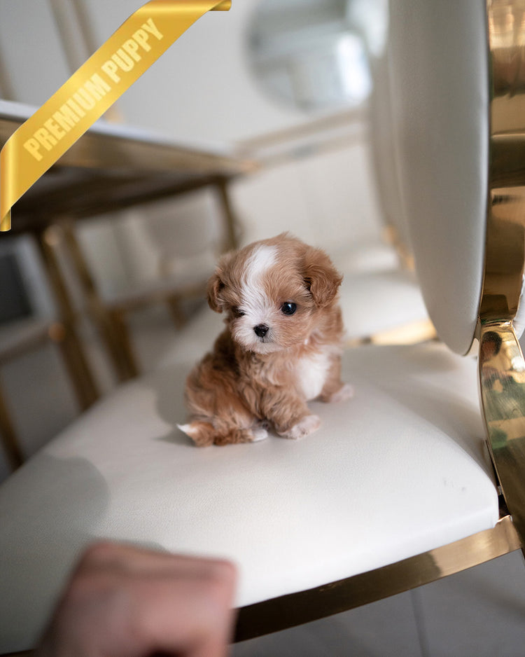 MARCO - MALE (PURCHASED by LUIS) - ROLLY TEACUP PUPPIES - TEACUP PUPPY FOR SALE