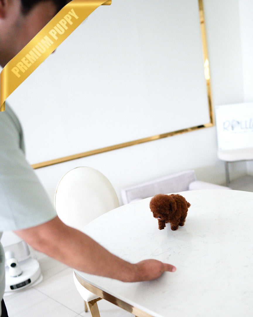 VELVET - FEMALE (PURCHASED by ARMANDINA) - ROLLY TEACUP PUPPIES - TEACUP PUPPY FOR SALE