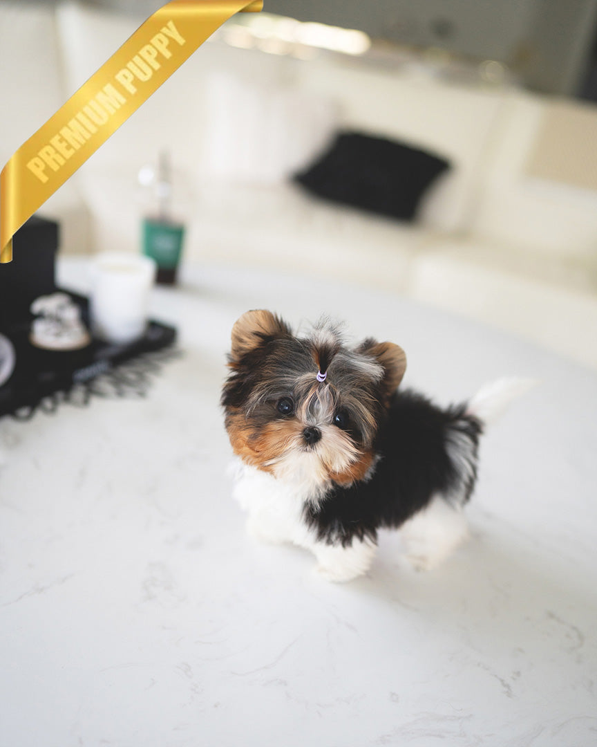 NICO - MALE - ROLLY TEACUP PUPPIES - TEACUP PUPPY FOR SALE