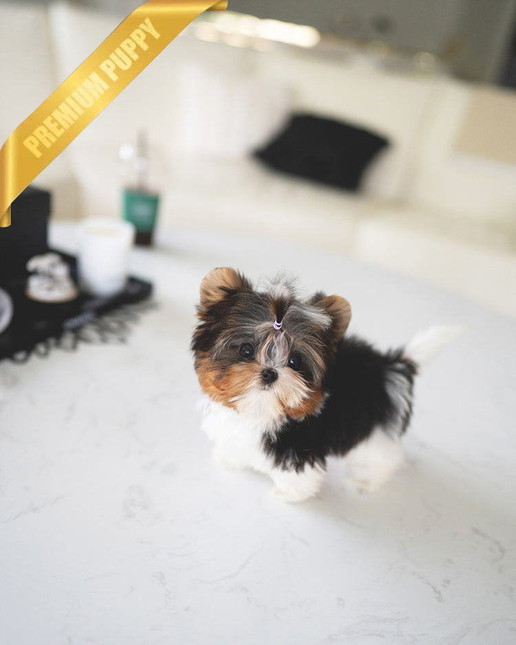 NICO - MALE - ROLLY TEACUP PUPPIES - TEACUP PUPPY FOR SALE