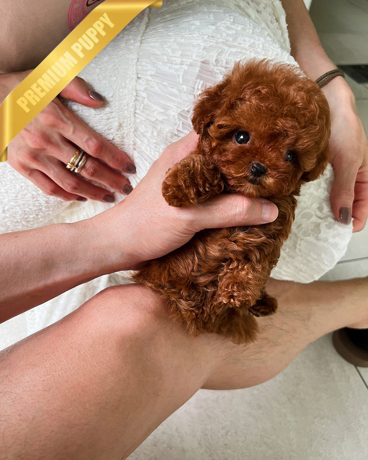 AMELIA - FEMALE (PURCHASED by MARIANA) - ROLLY TEACUP PUPPIES - TEACUP PUPPY FOR SALE