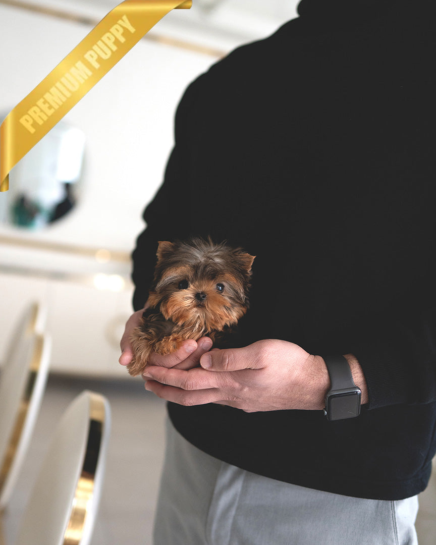 KOFI - MALE (PURCHASED by ANDEE) - ROLLY TEACUP PUPPIES - TEACUP PUPPY FOR SALE