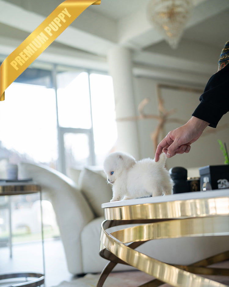 REX - MALE (PURCHASED by KIMBERLY) - ROLLY TEACUP PUPPIES - TEACUP PUPPY FOR SALE