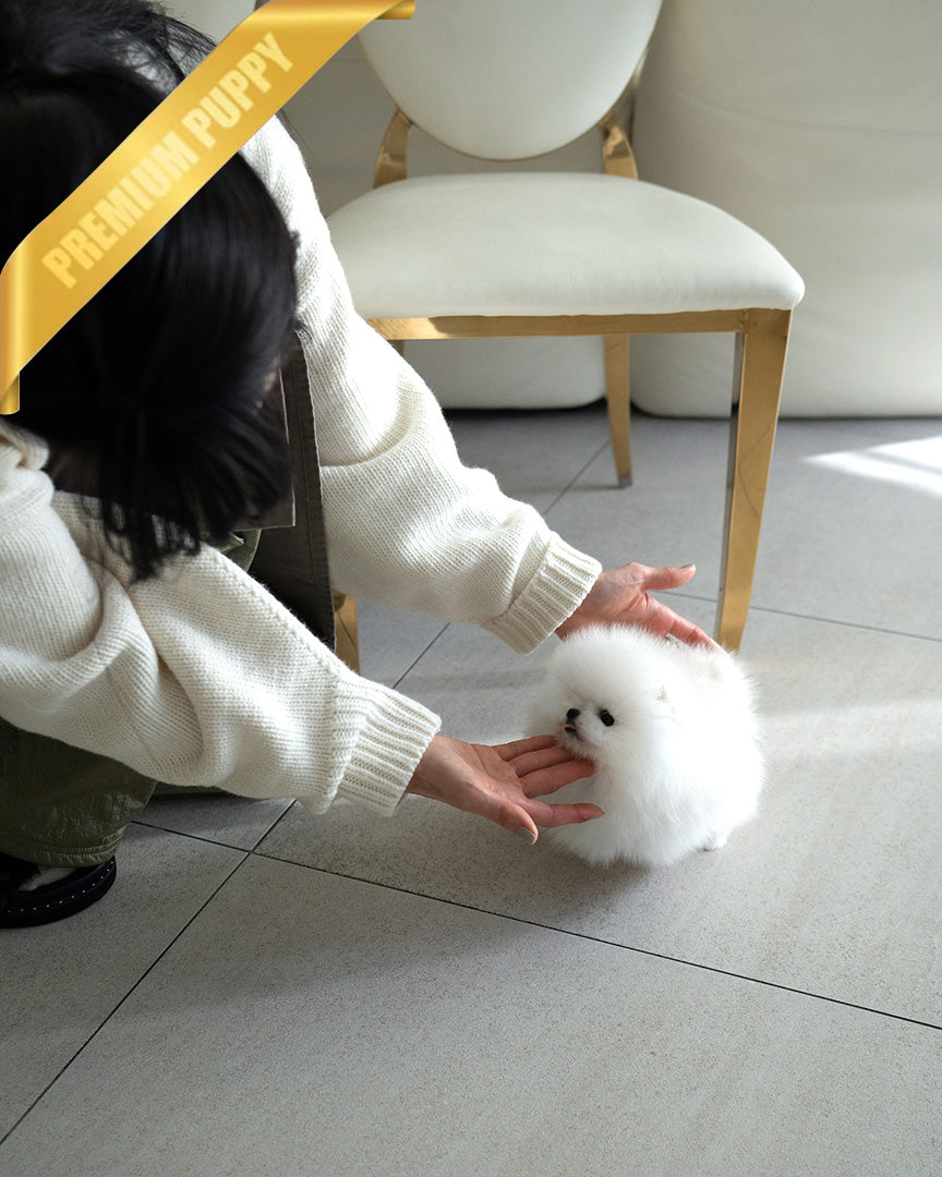 GLACIER - MALE (PURCHASED by MARIANO) - ROLLY TEACUP PUPPIES - TEACUP PUPPY FOR SALE