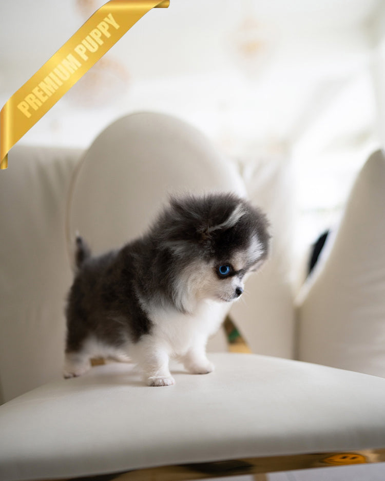 OSCAR - MALE (PURCHASED by ROLLY) - ROLLY TEACUP PUPPIES - TEACUP PUPPY FOR SALE