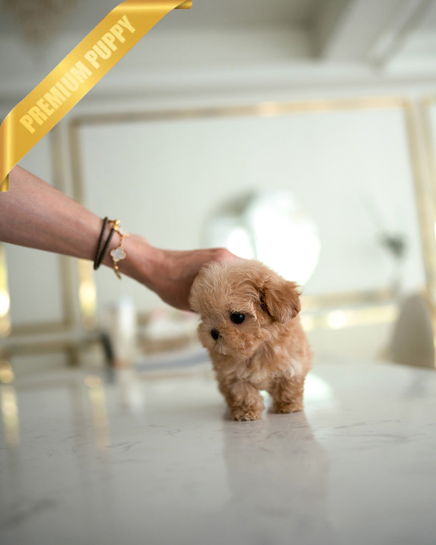 LYRA - FEMALE (PURCHASED by JENNIFER) - ROLLY TEACUP PUPPIES - TEACUP PUPPY FOR SALE