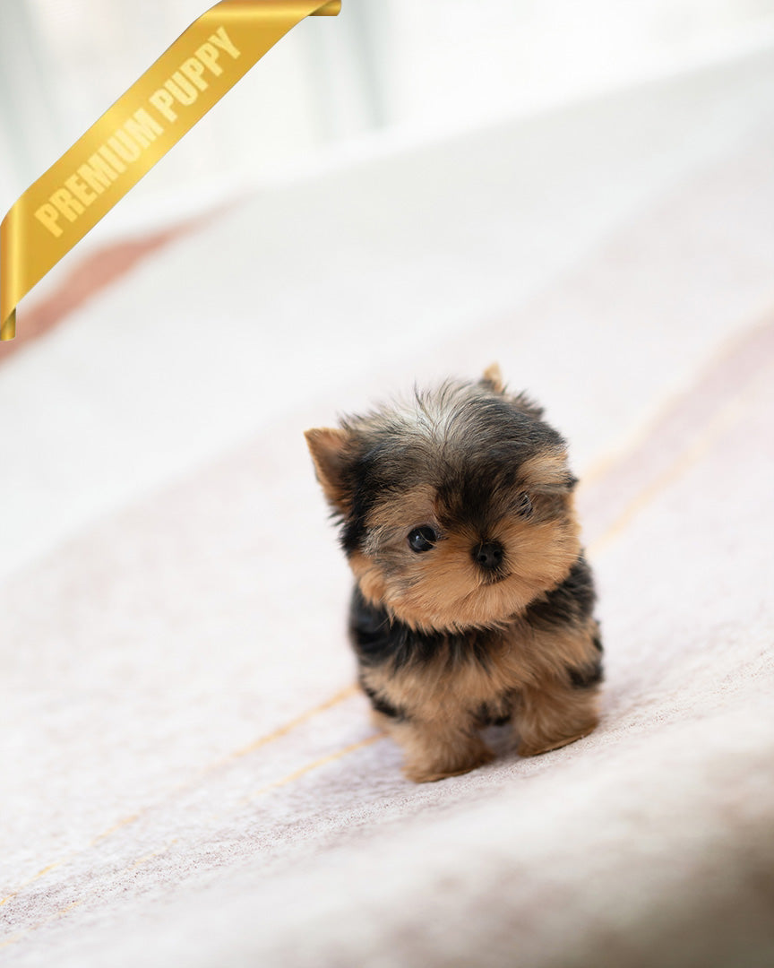 PIPER - MALE (PURCHASED by KELVIN) - ROLLY TEACUP PUPPIES - TEACUP PUPPY FOR SALE