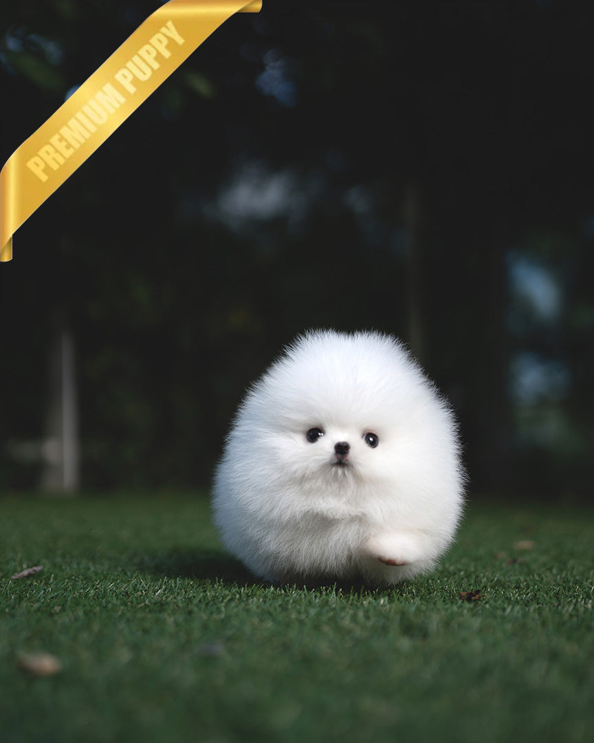 TAYLOR - MALE - ROLLY TEACUP PUPPIES - TEACUP PUPPY FOR SALE