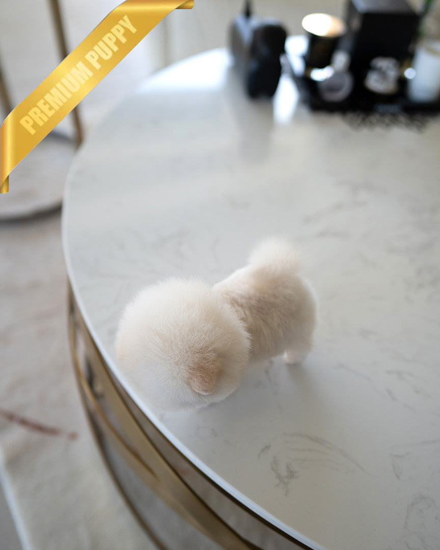 BOO - MALE (PURCHASED by MICHAEL) - ROLLY TEACUP PUPPIES - TEACUP PUPPY FOR SALE