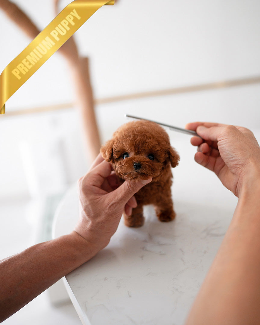 JACK - MALE (PURCHASED by TELLI) - ROLLYPUPS OFFICIAL