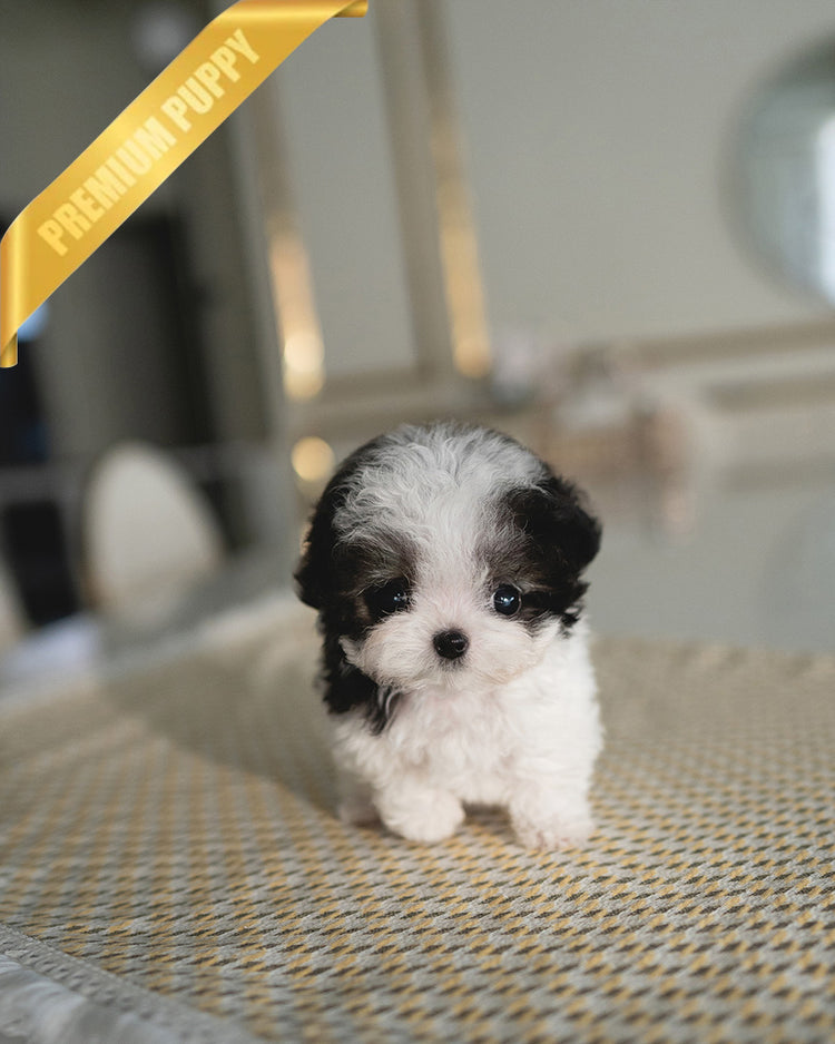 GIGI - FEMALE (PURCHASED by RIKKI) - ROLLY TEACUP PUPPIES - TEACUP PUPPY FOR SALE