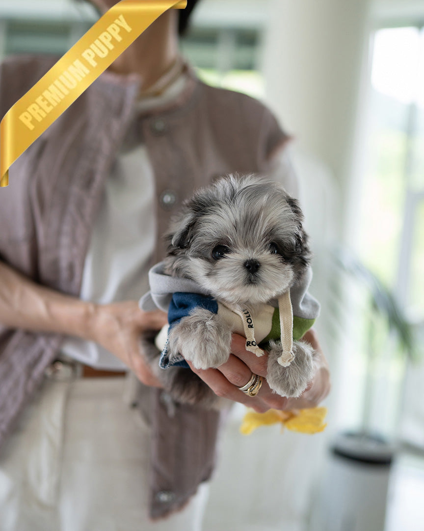OREO - MALE (PURCHASED by DARIUS) - ROLLY TEACUP PUPPIES - TEACUP PUPPY FOR SALE