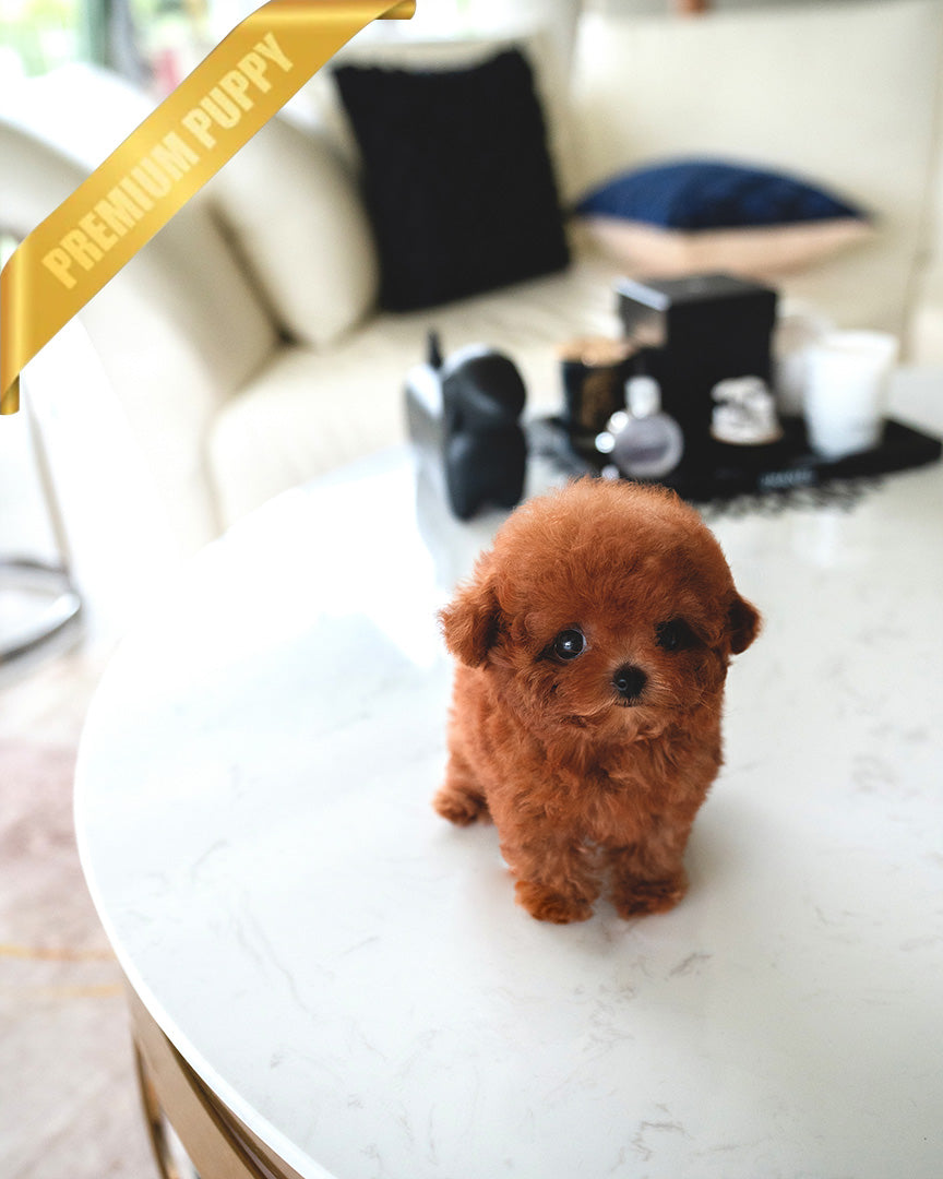 BERRY - FEMALE - ROLLY TEACUP PUPPIES - TEACUP PUPPY FOR SALE