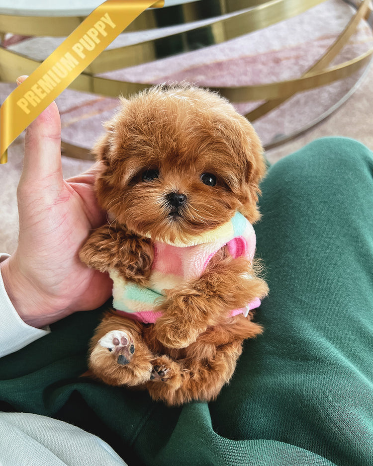 DOLORES - FEMALE - ROLLY TEACUP PUPPIES - TEACUP PUPPY FOR SALE
