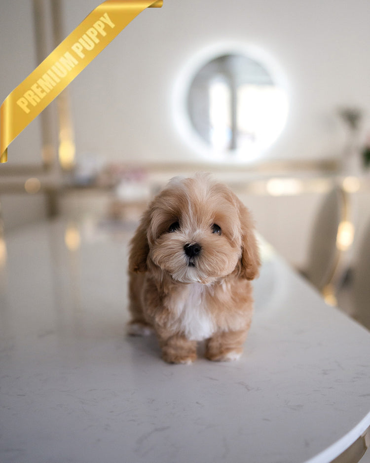 MOCHI - FEMALE - ROLLY TEACUP PUPPIES - TEACUP PUPPY FOR SALE