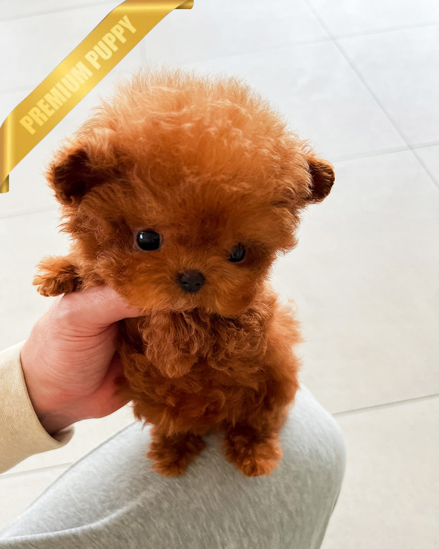 FELIX - MALE (PURCHASED by AHMAD) - ROLLY TEACUP PUPPIES - TEACUP PUPPY FOR SALE