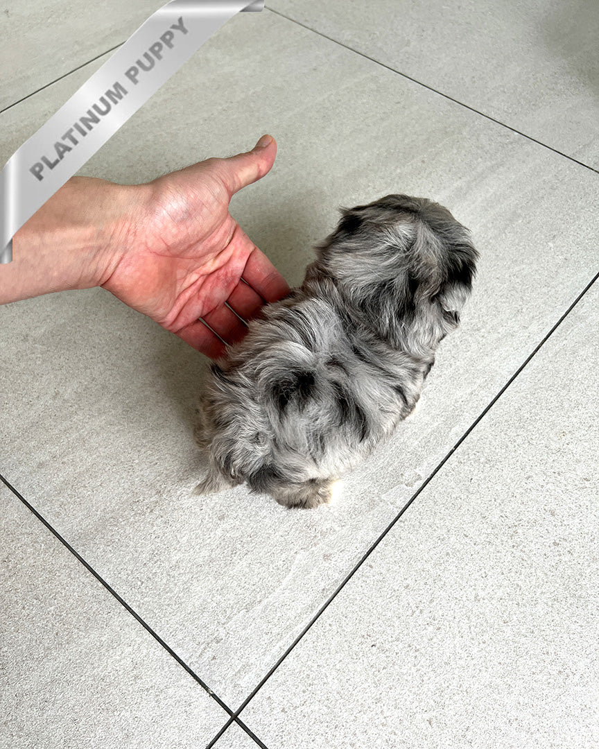 STERLING - MALE (PURCHASED by CATHERINE) - ROLLY TEACUP PUPPIES - TEACUP PUPPY FOR SALE