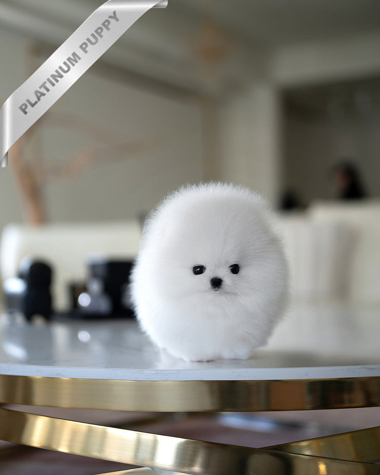 MOCHI - FEMALE (PURCHASED by KIMBERLY) - ROLLY TEACUP PUPPIES - TEACUP PUPPY FOR SALE