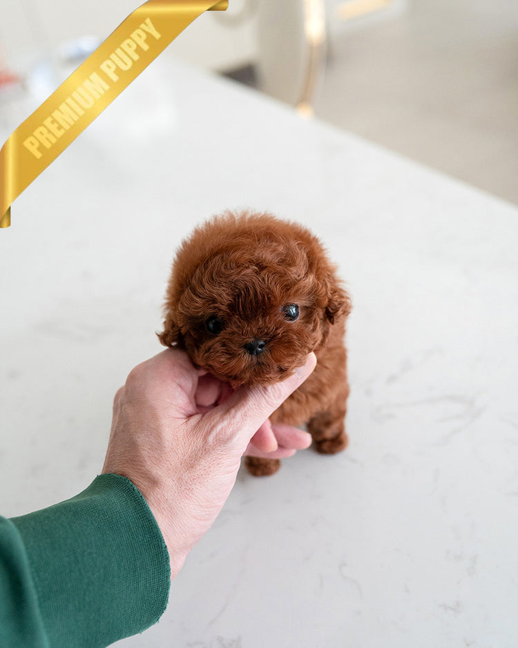 VELVET - FEMALE (PURCHASED by KALEY) - ROLLY TEACUP PUPPIES -