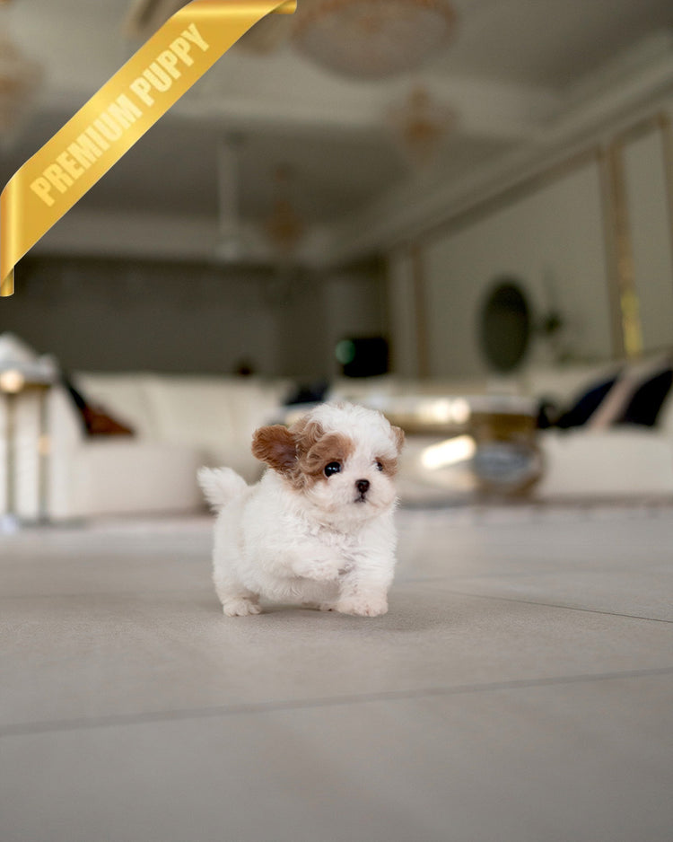 BAMBI - FEMALE (RESERVED by RT) - ROLLY TEACUP PUPPIES - TEACUP PUPPY FOR SALE