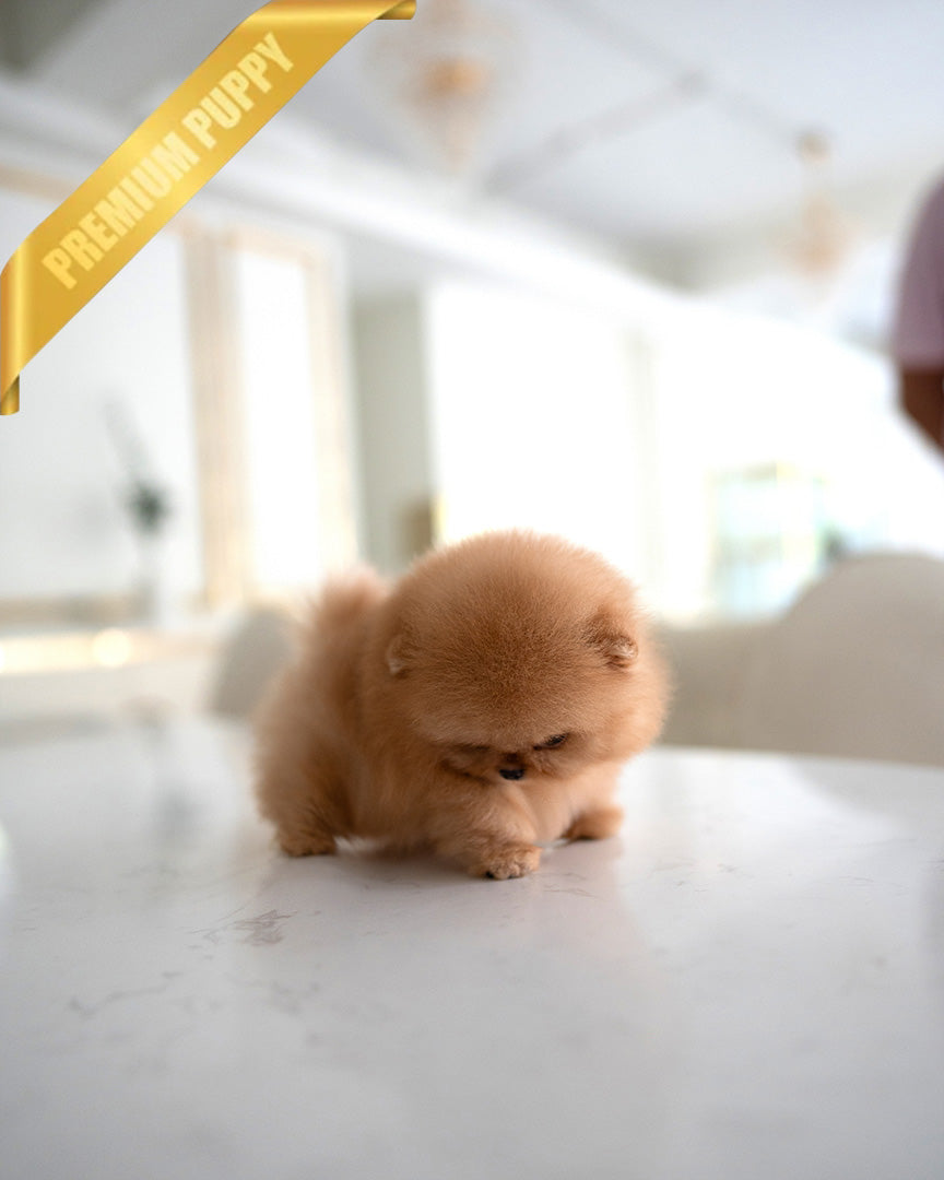 BUTTERS - MALE (RESERVED by ANONYMOUS) - ROLLY TEACUP PUPPIES - TEACUP PUPPY FOR SALE