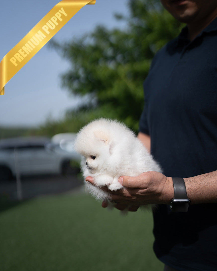 CLOUD - FEMALE (PURCHASED by CATHERINE) - ROLLY TEACUP PUPPIES - TEACUP PUPPY FOR SALE