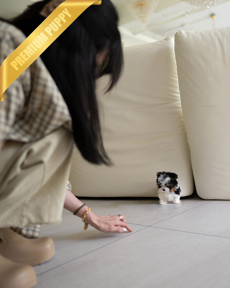 BAXTER - MALE (PURCHASED by CRISTINA) - ROLLY TEACUP PUPPIES - TEACUP PUPPY FOR SALE