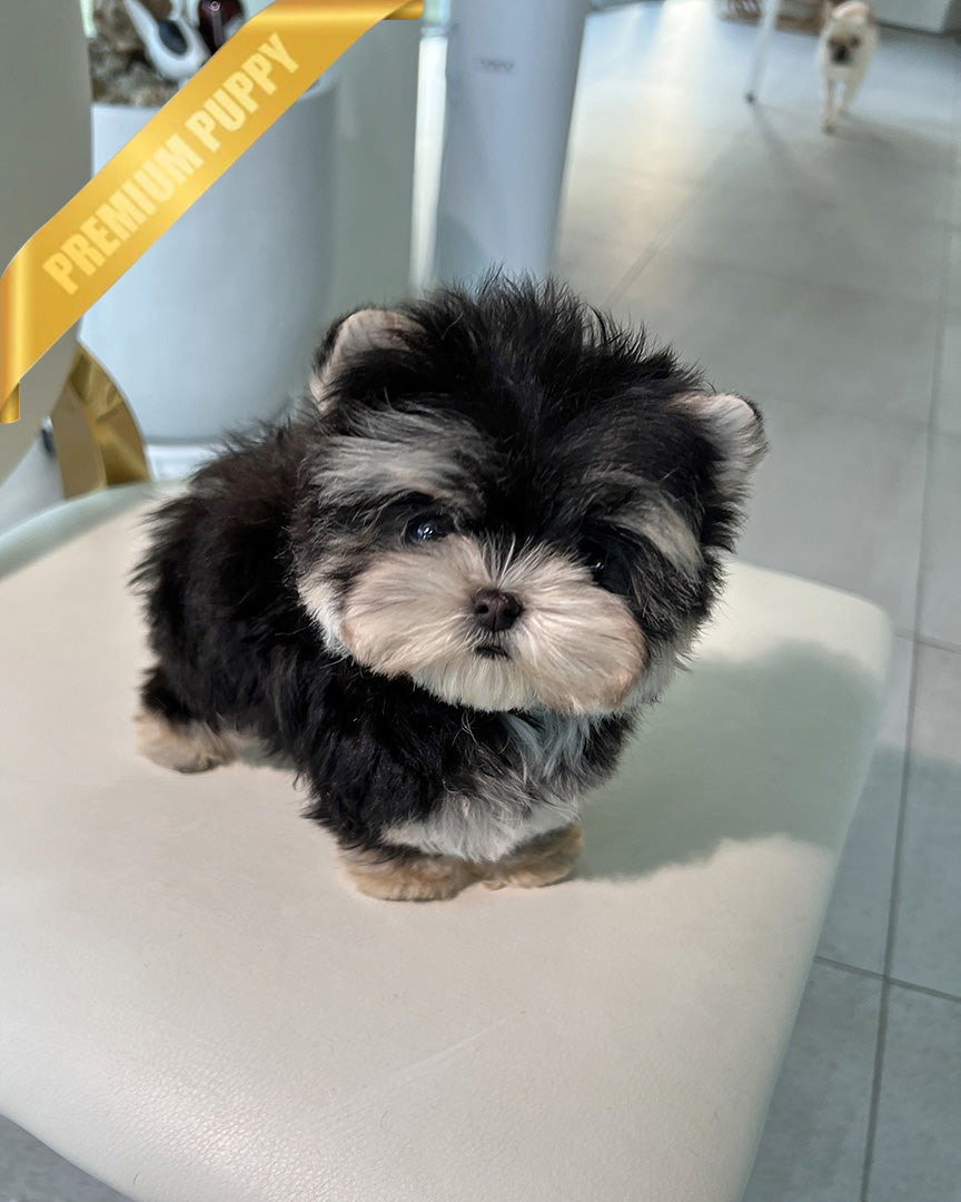 SASHA - FEMALE (RESERVED by ANONYMOUS) - ROLLY TEACUP PUPPIES