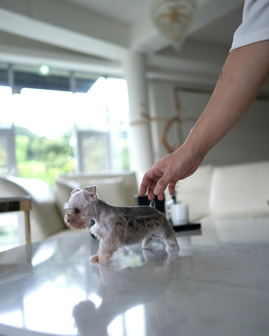 AGGIE - FEMALE (PURCHASED by TAMARA) - ROLLYPUPS OFFICIAL