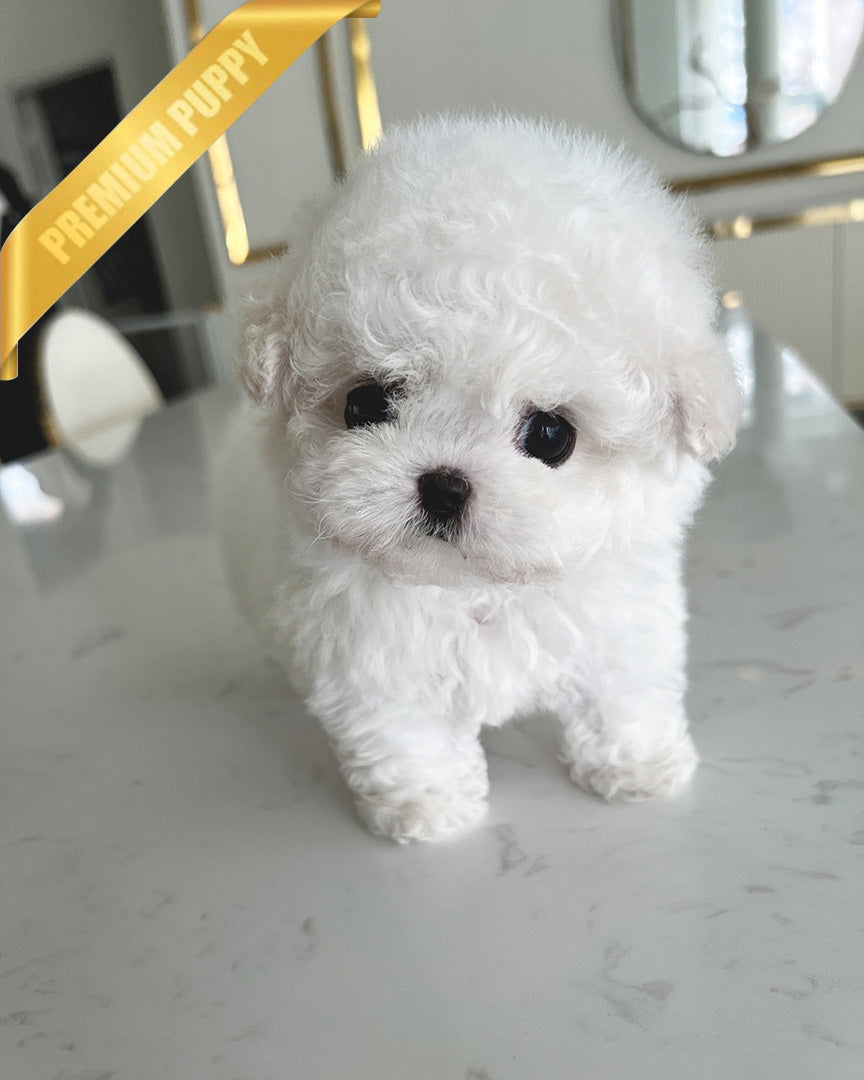GIGI - FEMALE (PURCHASED by LILIANA) - ROLLY TEACUP PUPPIES - TEACUP PUPPY FOR SALE