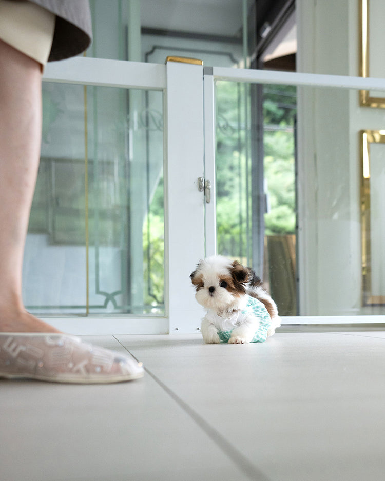 TOBY - MALE (PURCHASED by SWAN) - ROLLY TEACUP PUPPIES - TEACUP PUPPY FOR SALE